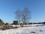 FZ011080 Snow in Soesterduinen.jpg